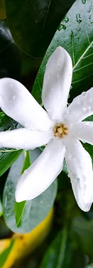 Flor Viva de Tiaré branca com folhas verdes